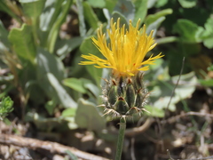Centaurea granatensis