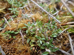 Actinotus novae-zelandiae