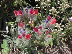 Echium albicans
