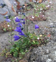 Campanula cochleariifolia