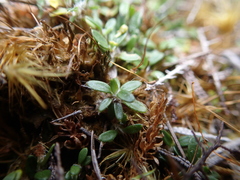Actinotus novae-zelandiae