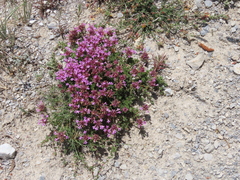 Thymus granatensis