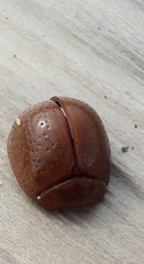 Dicranosterna semipunctata