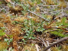 Actinotus novae-zelandiae