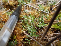 Actinotus novae-zelandiae