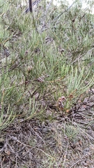Melaleuca orophila