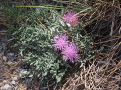 Jurinea humilis