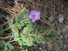 Erodium boissieri