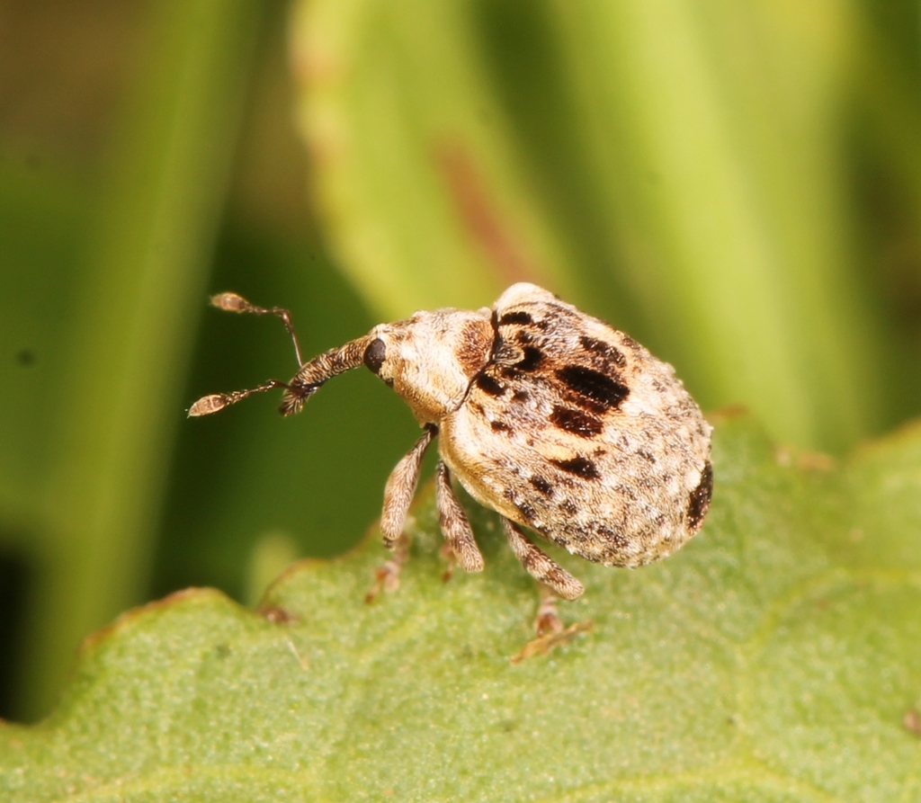 Cionus alauda