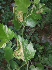 Agromyza alnibetulae