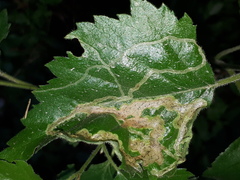 Agromyza alnibetulae