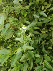 Erigeron annuus