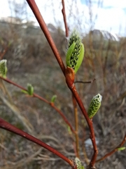 Salix boganidensis