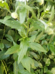 Erigeron annuus