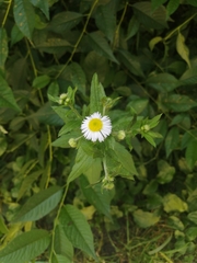 Erigeron annuus