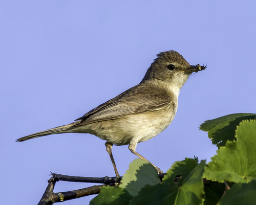 Booted Warbler