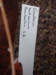 Gasteria batesiana