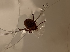 Amblyomma americanum