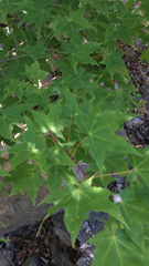 Acer pictum