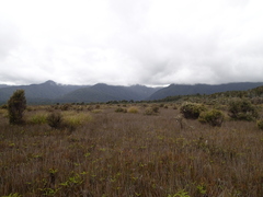 Machaerina teretifolia