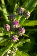 Saussurea
