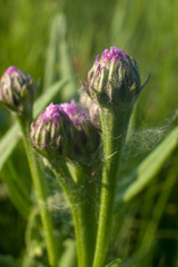 Saussurea