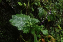 Coleus grandidentatus