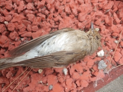 Cyanoptila cyanomelana