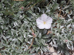 Convolvulus boissieri boissieri