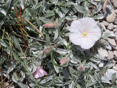 Convolvulus boissieri boissieri