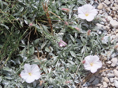 Convolvulus boissieri boissieri