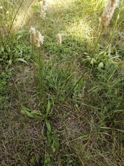 Plantago lanceolata