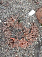 Haworthiopsis tessellata