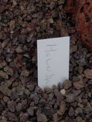 Haworthiopsis tessellata