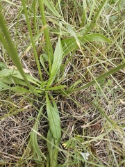 Plantago lanceolata