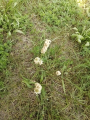 Plantago lanceolata