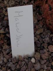 Haworthiopsis tessellata