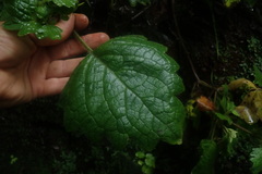 Coleus grandidentatus