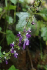 Coleus grandidentatus