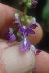 Coleus grandidentatus
