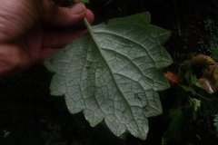 Coleus grandidentatus