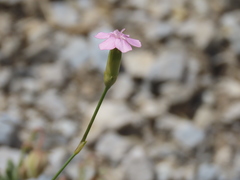 Dianthus pungens brachyanthus