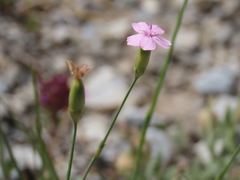Dianthus pungens brachyanthus