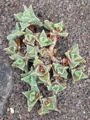 Faucaria