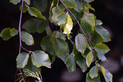 Morus nigra