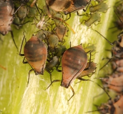 Metopeurum fuscoviride