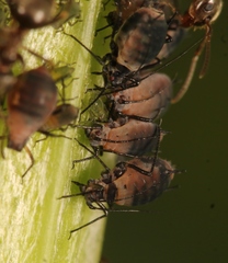 Metopeurum fuscoviride