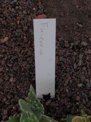 Faucaria