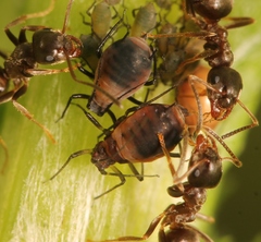 Metopeurum fuscoviride