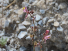 Linaria saturejoides